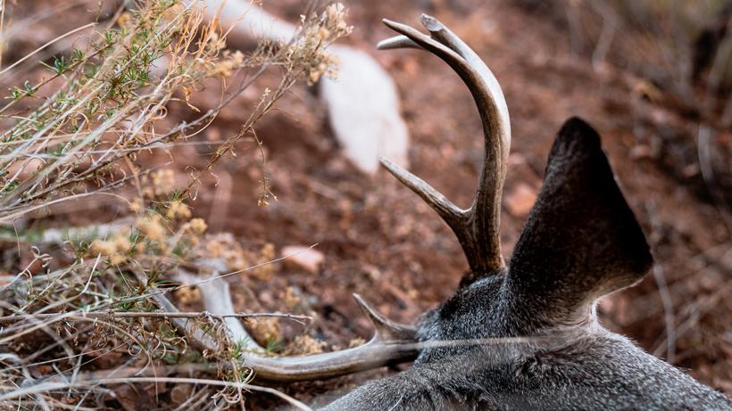 Tips for blood trailing 6