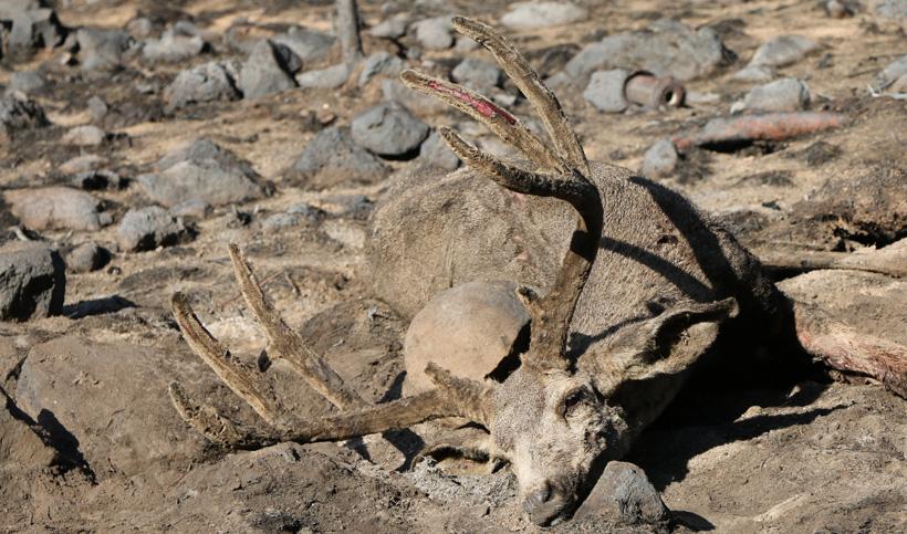 Archery velvet mule deer up close
