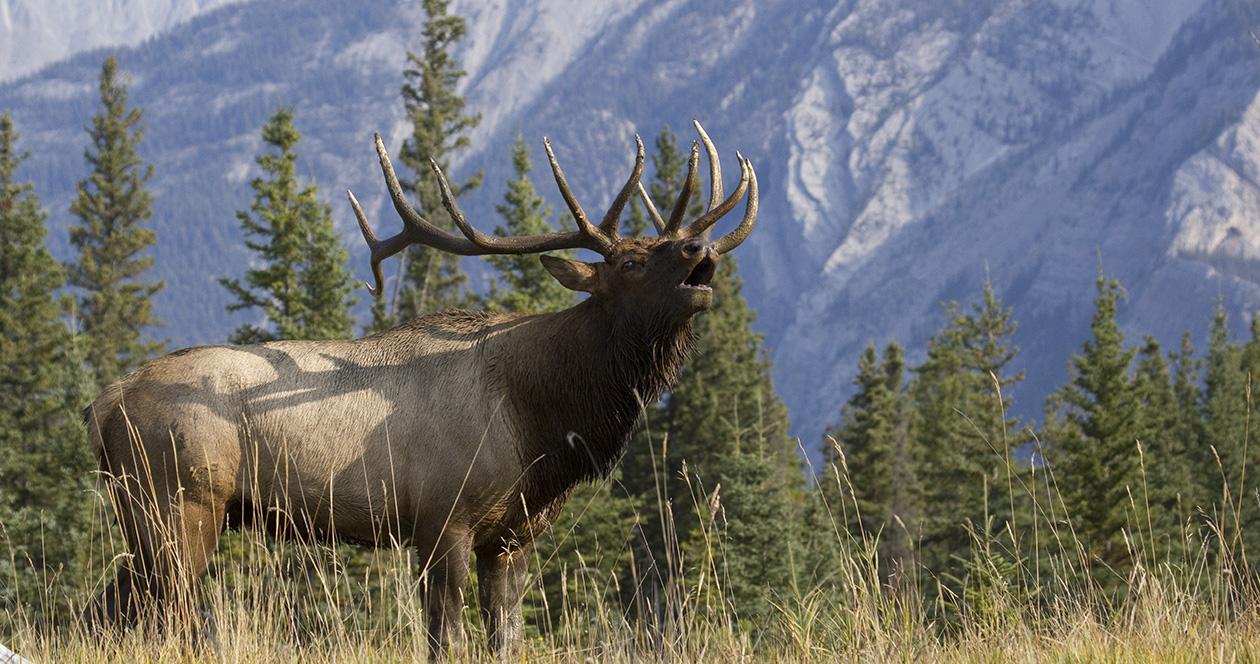 Colorado Parks and Wildlife seeks elk poacher