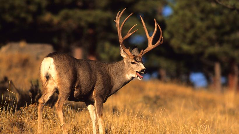 2022 oregon deer application strategy