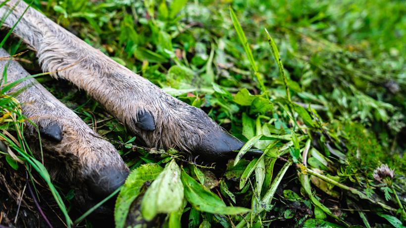 Pic 5 - The most frustrating part of bowhunting