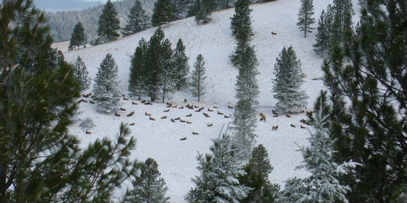 Tips for hunting late season migratory elk - 3