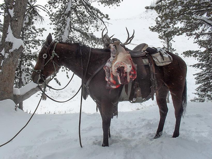 Mule deer buck on horseback