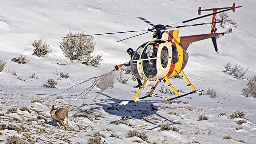 Mule deer capture and collar mt