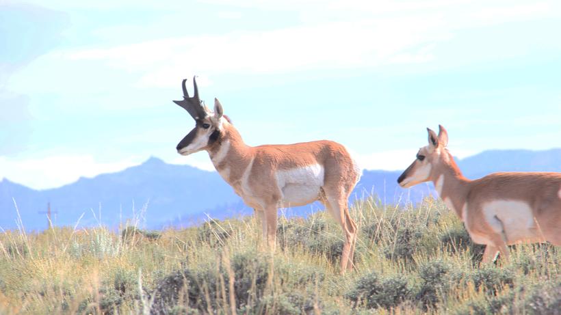 Antelope numbers across 6 states - 0