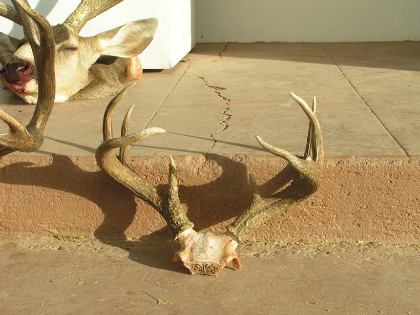 Cleaning a Coues deer skull cap