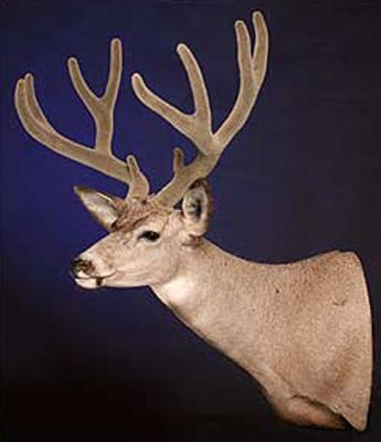 Mule deer mount semi sneak