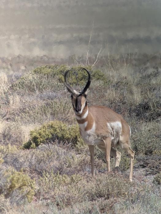 Antelope buck while archery hunting