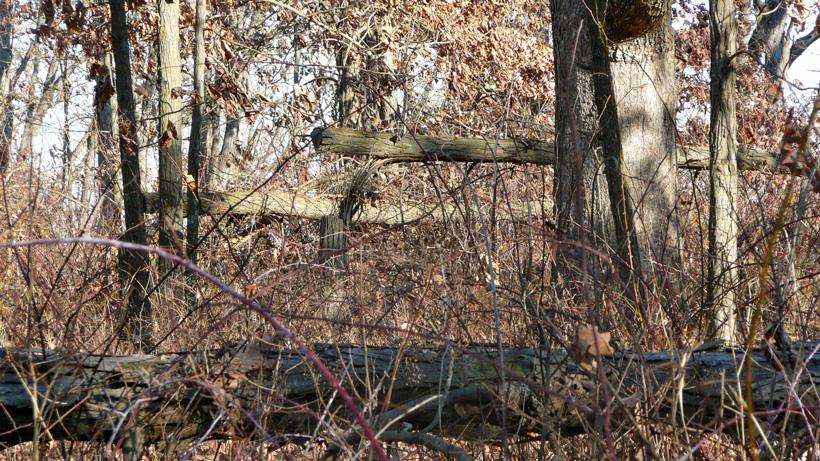 Habitat improvement project in iowa