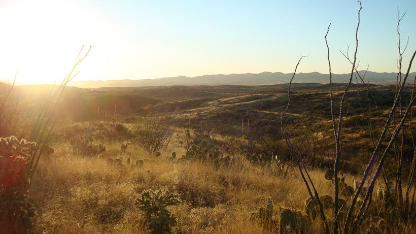 Sunrise hunting in the desert