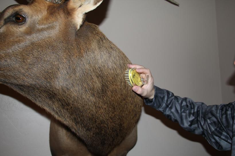 Brushing the hide