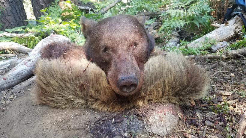 California black bear 9_0