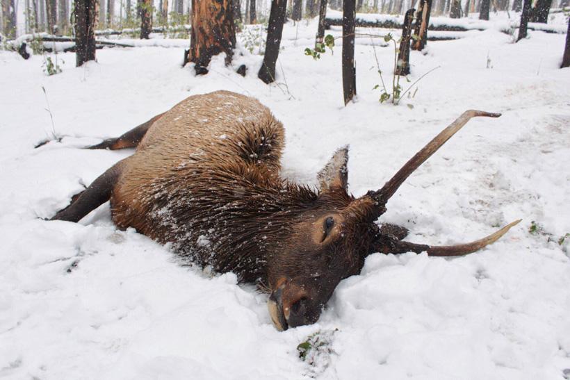 Dave barnett 2018 utah spike elk