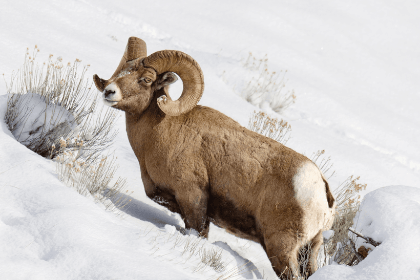 Wyoming bighorn sheep in snow