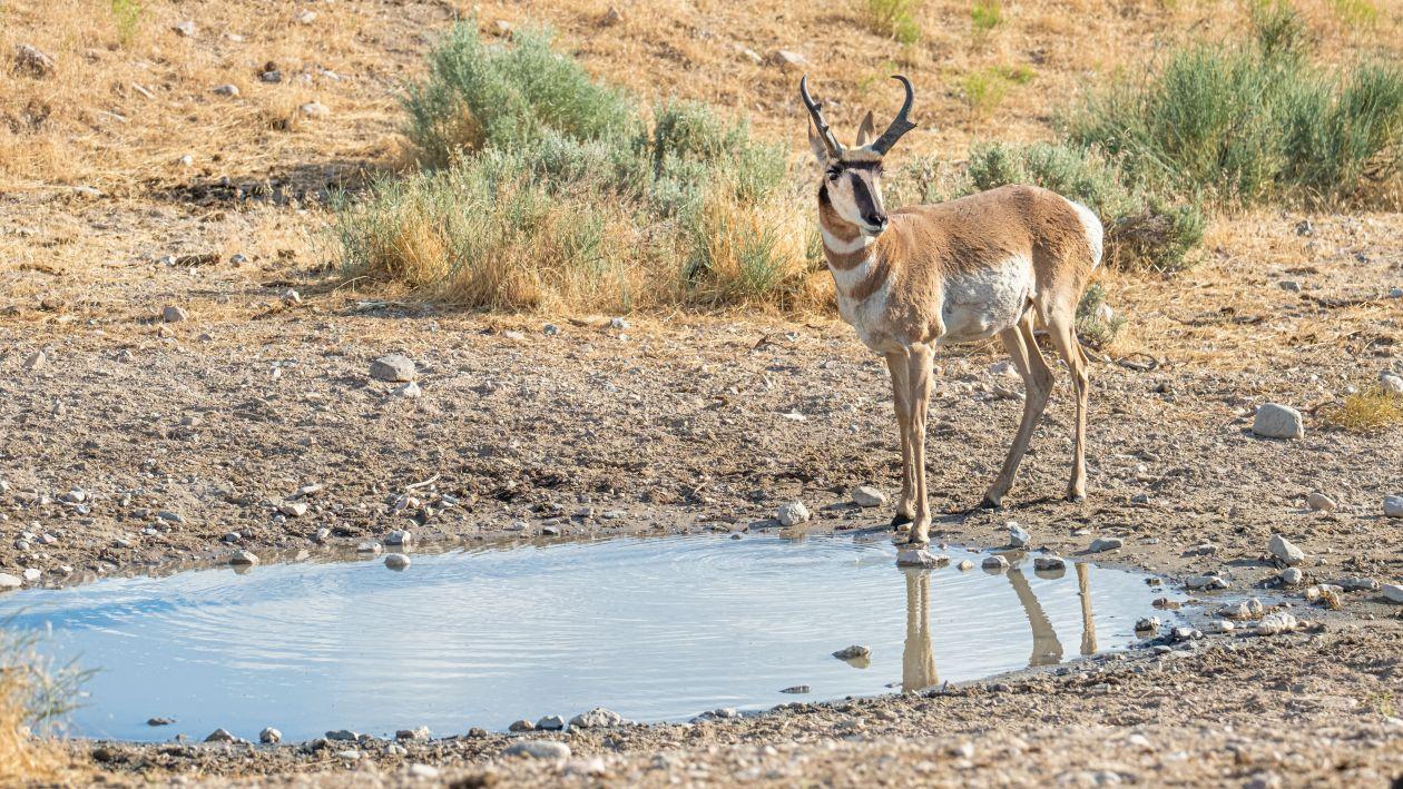 Pronghorn antelope at water source