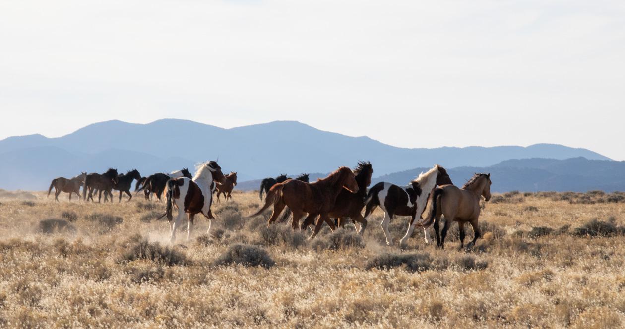Nevada senator calls for congressional action on feral horse overpopulation