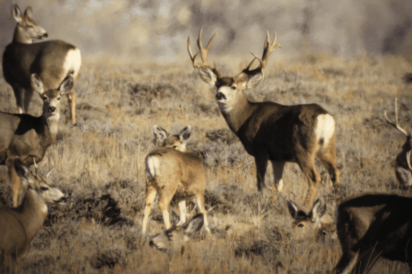 Giant mule deer buck