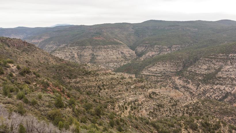 Black bear hunting country in arizona