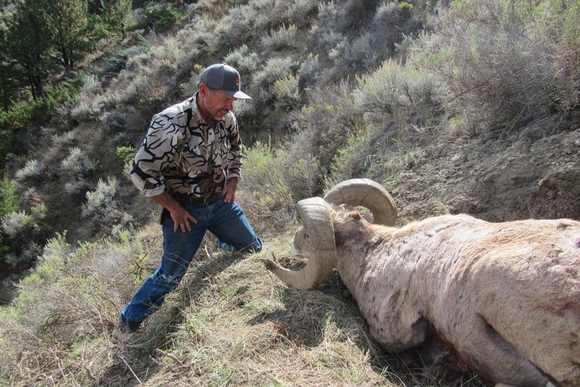 Bill admiring his montana bighorn sheep