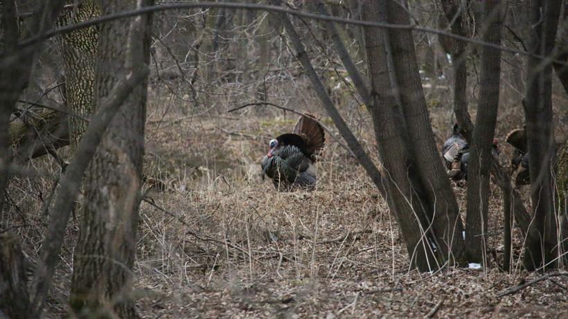 The 30 minute turkey hunting technique - 4d