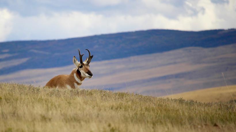 Small antelope buck while scouting in colorado