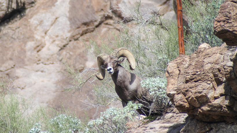 Dropper bighorn sheep ram side view