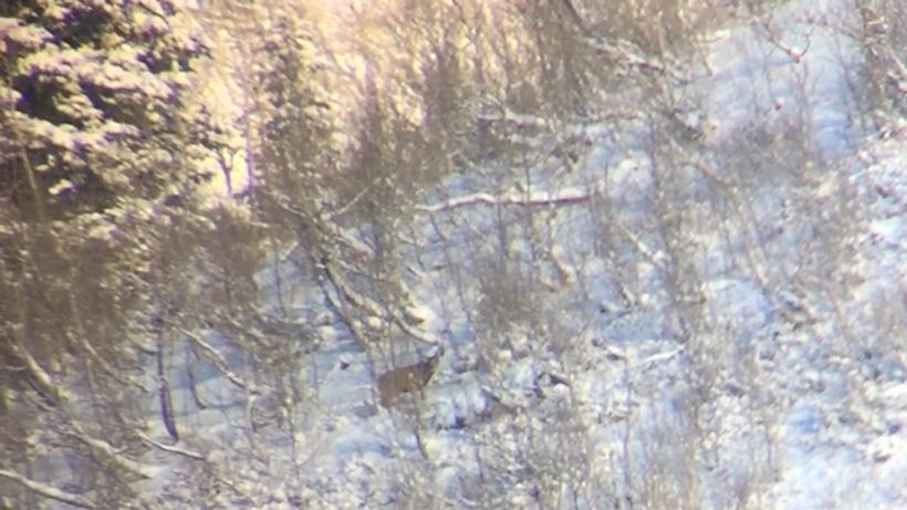 Digiscope photo of zach davis mule deer