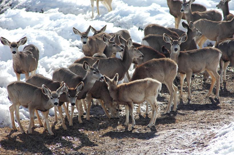 March mule deer feeding ground in colorado