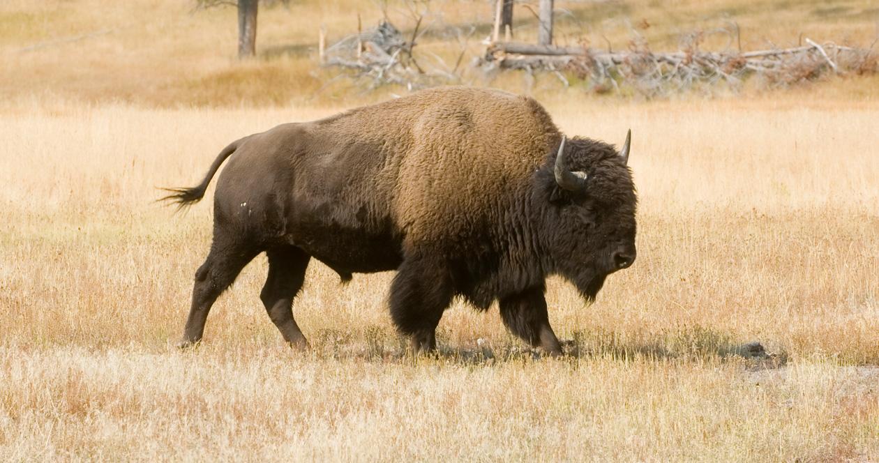 National Park Service releases draft bison management plans