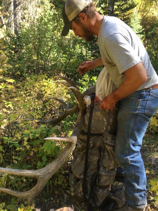 Loading up the bull elk to packout