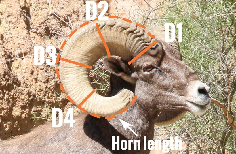 How to accurately score bighorn sheep horns - 0
