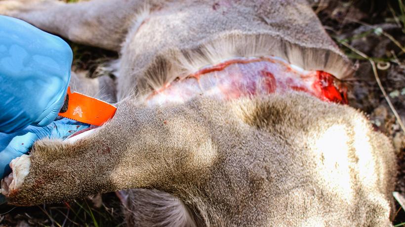 What’s the best way to pack game meat: Bone in or bone out? - 1