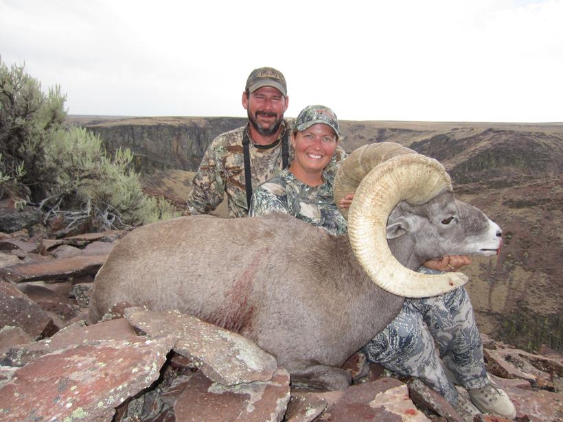 Idaho california bighorn sheep