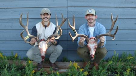 Pair of mule deer bucks