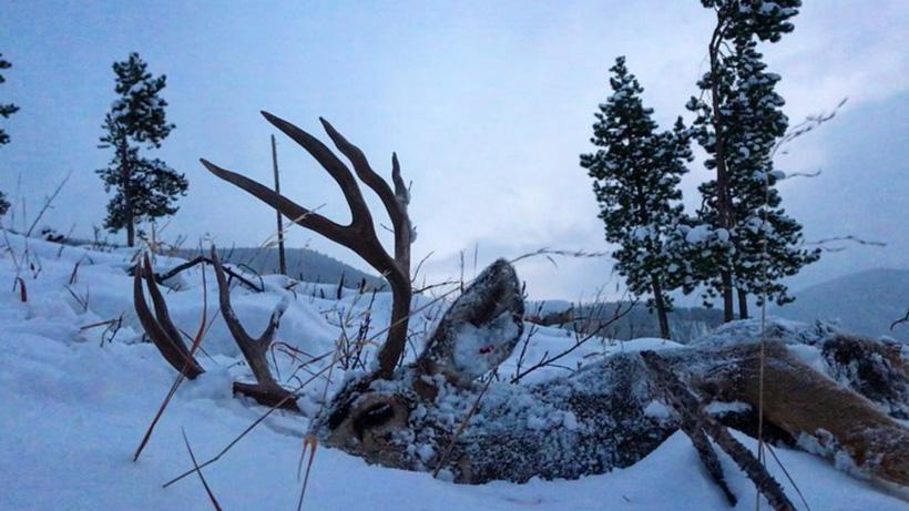 Mule deer buck in snow