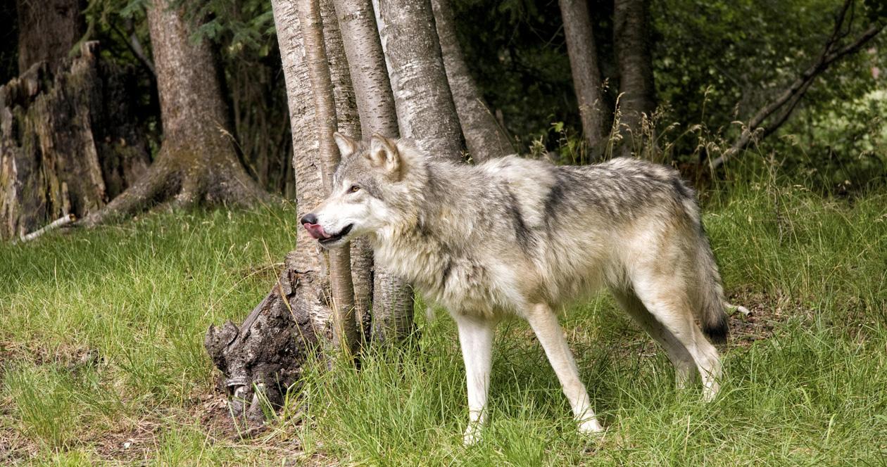 Washington wolves could be reclassified to sensitive status