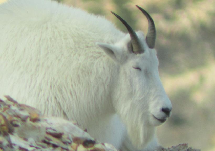 Sleeping mountain goat