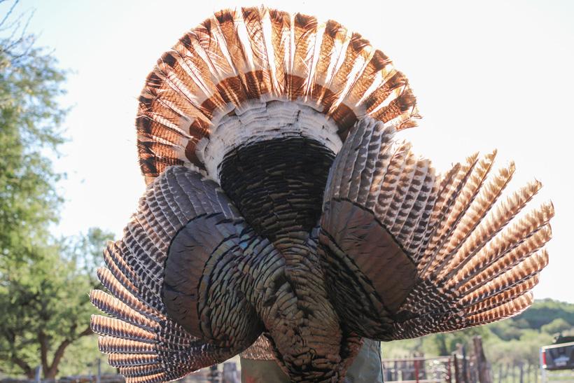 Goulds turkey hunting in Mexico