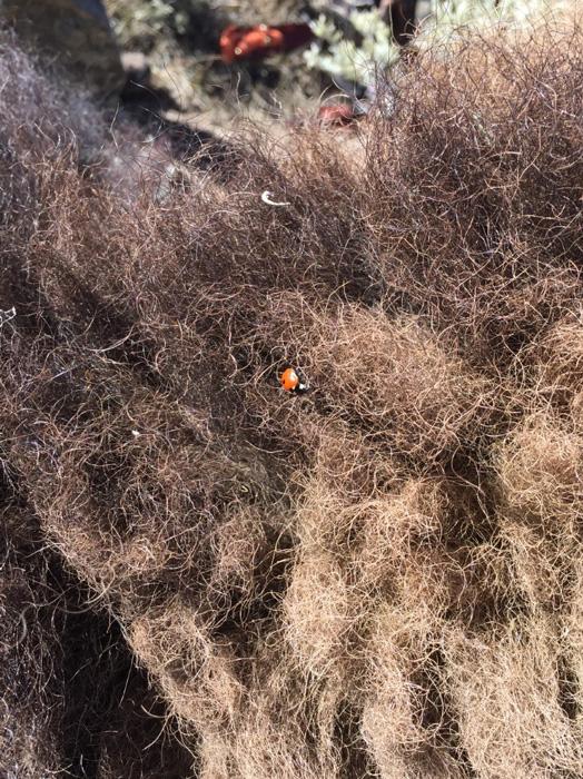 Ladybug on Wyoming bison