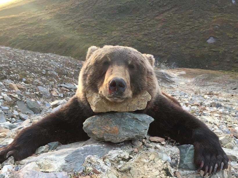 Ricky Roman British Columbia grizzly bear front view