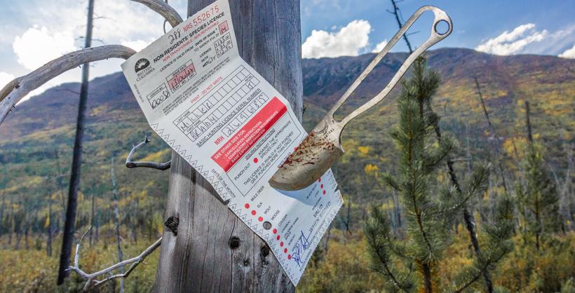 Punched bull moose tag