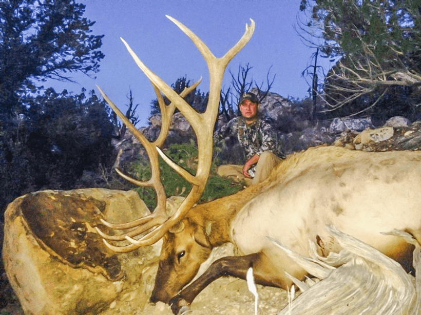 Giant new mexico bull elk