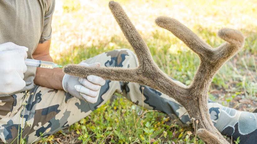How to preserve velvet antlers in the field - 7