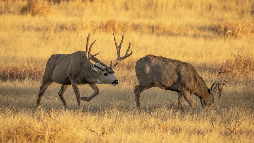 Application Strategy 2022: Utah Mule Deer - 0d