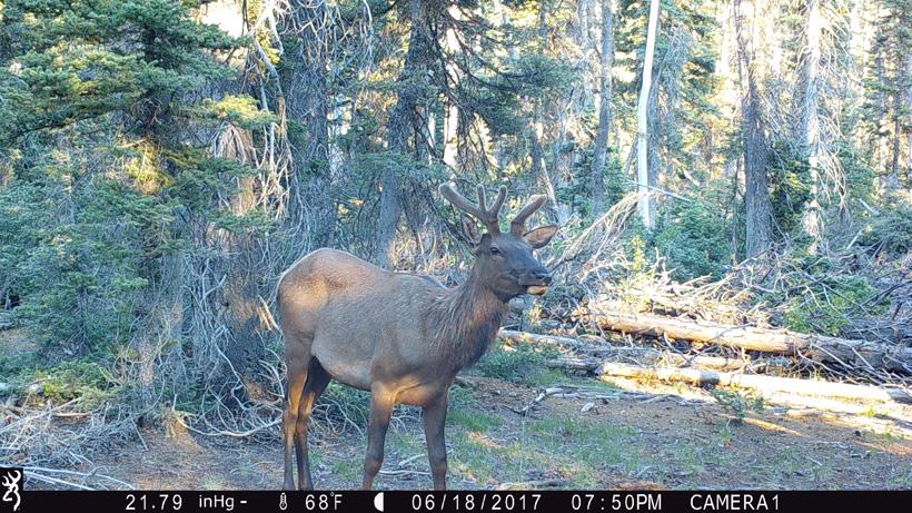 Bull elk on browning trail camera