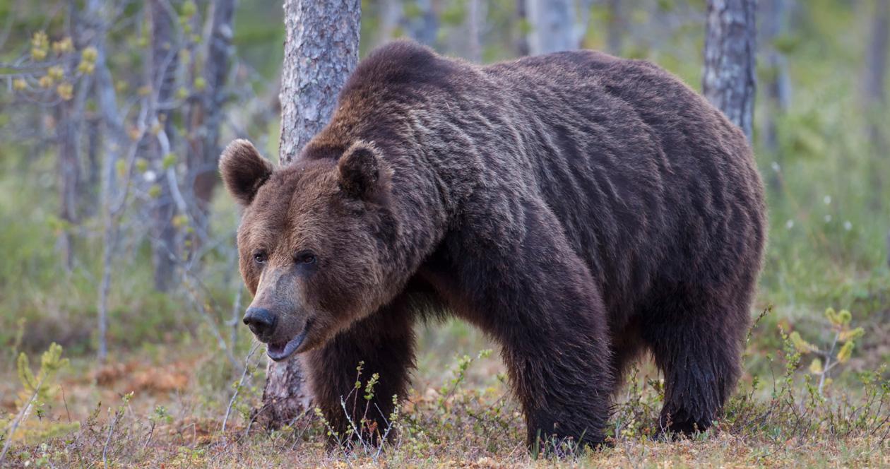 Man survives grizzly attack in Shoshone National Forest