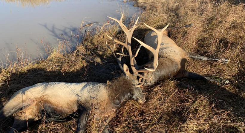 Fighting bull elk drown in Nebraska pond - 1