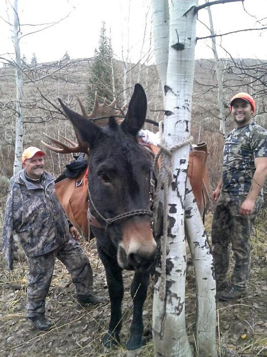 Loading up moose meat on the mules