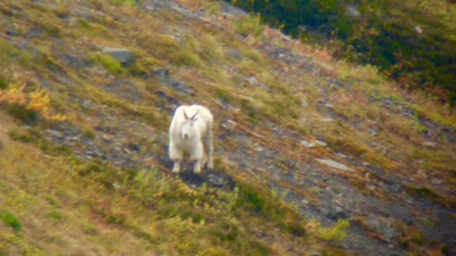 Mountain goat in british columbia