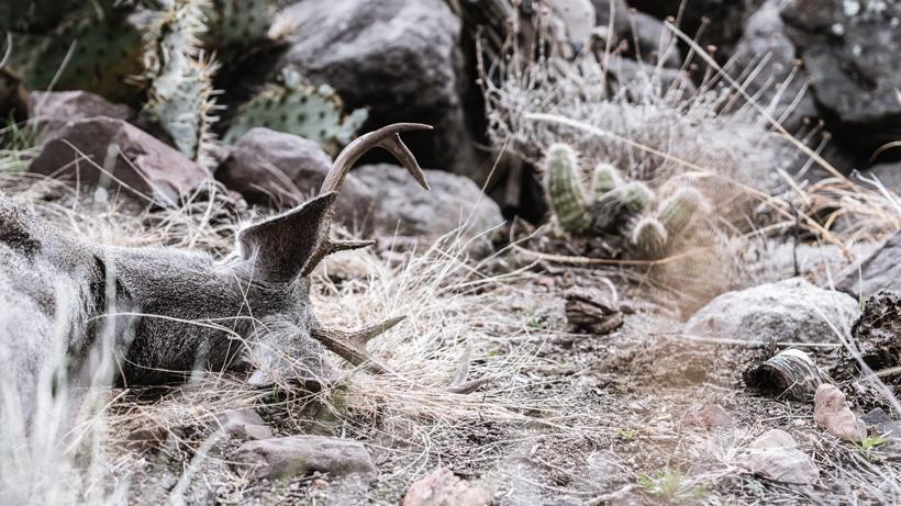 Kirchner heat of the moment hunting 5